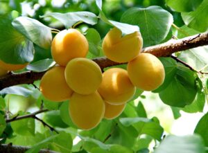 Best apricots in the world 