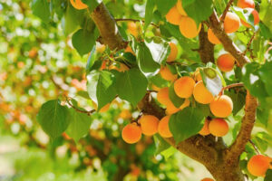 Best apricots in the world Armenia
